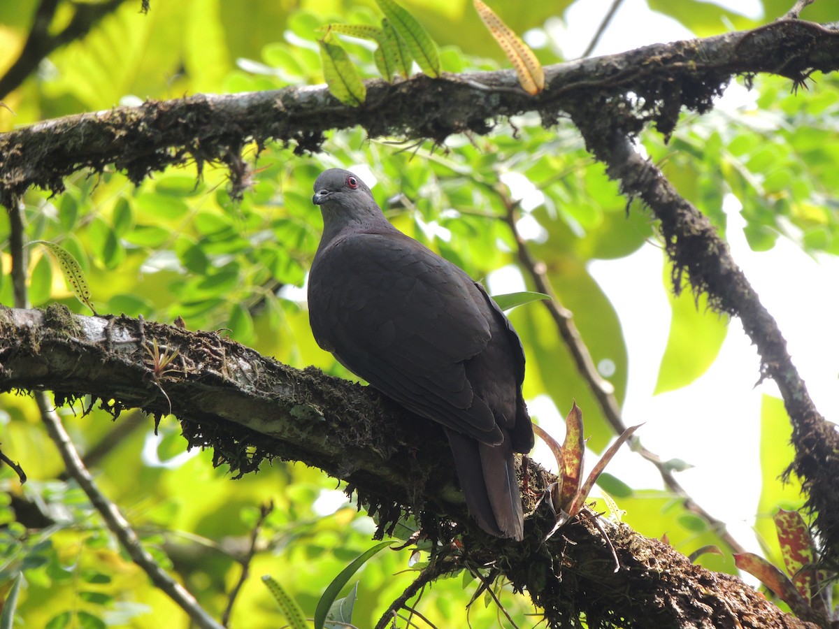 Dusky Pigeon - ML36112351