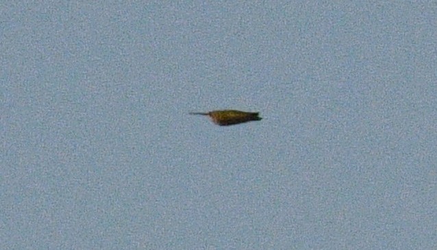 Ruby-throated Hummingbird - ML361123831