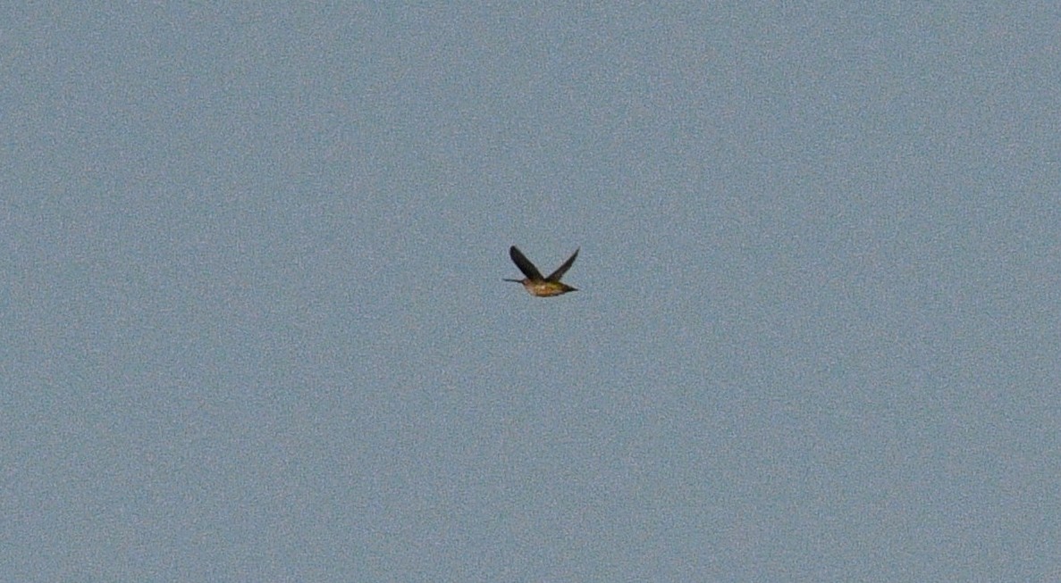Ruby-throated Hummingbird - ML361123841