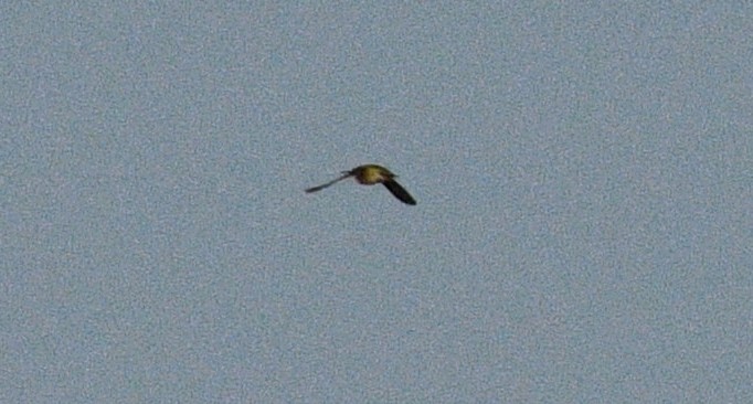 Ruby-throated Hummingbird - ML361124041