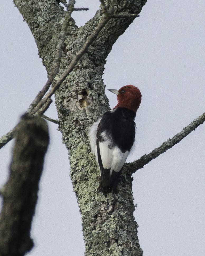 Red-headed Woodpecker - Steve Aprile