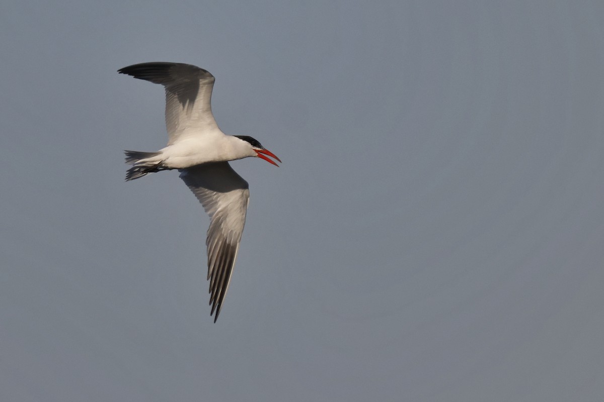 Caspian Tern - Scott Ray