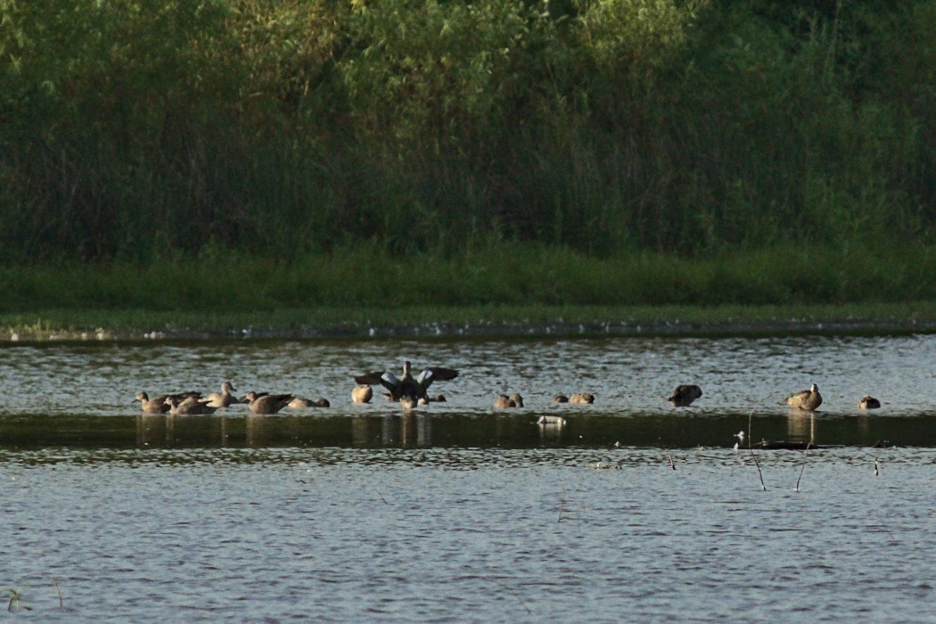 Blue-winged Teal - ML361128101