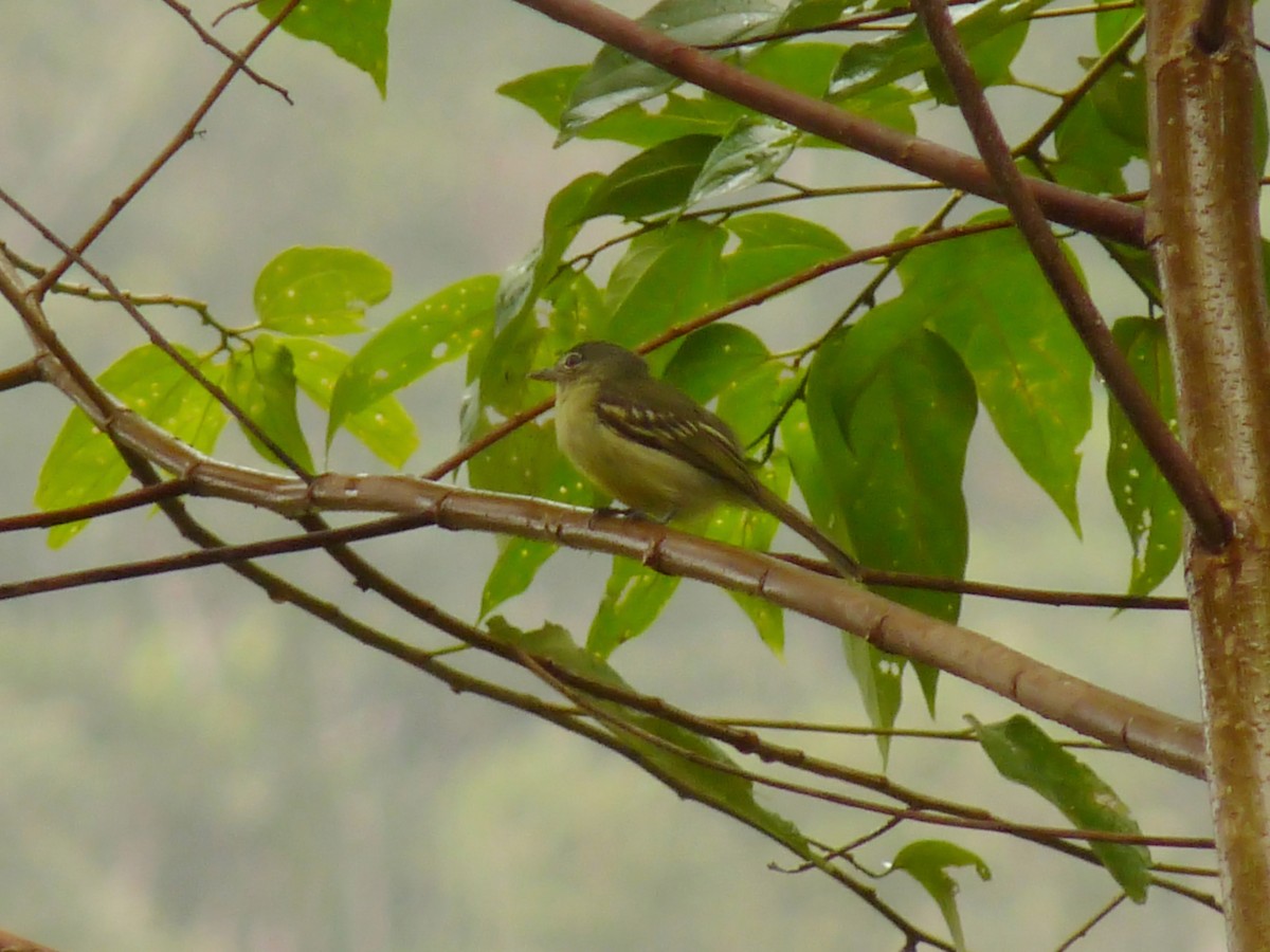 Olive-faced Flatbill - Xavier Iñiguez Vela