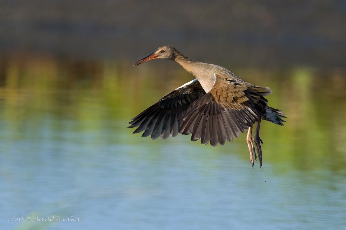 rail/crake sp. - ML361128551