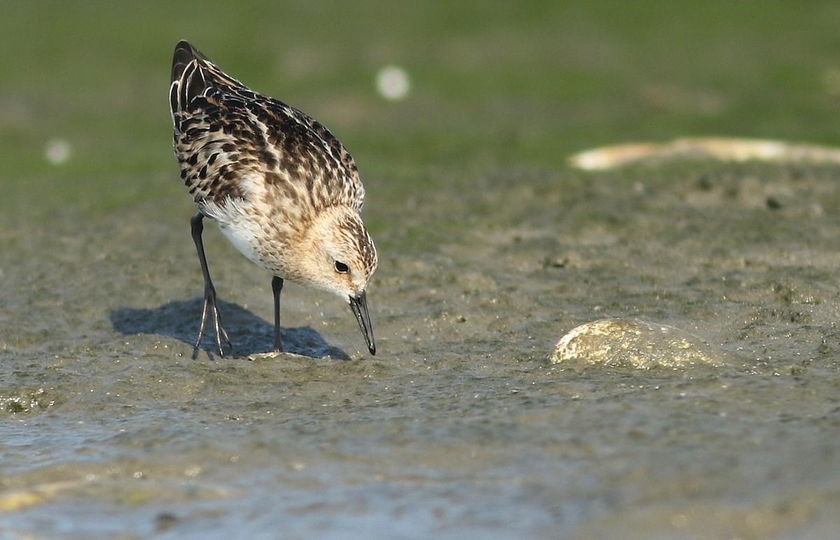 Little Stint - ML361128681