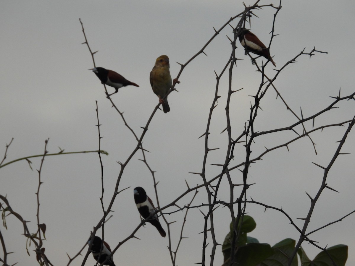 Tricolored Munia - ML361129381