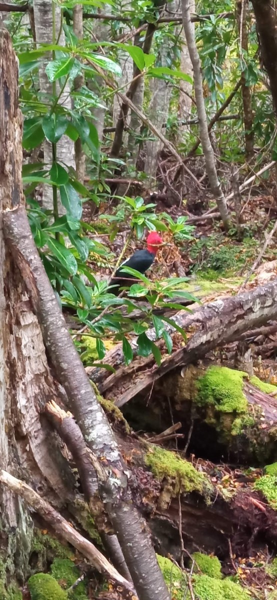 Magellanic Woodpecker - Cristina Hernández Veli