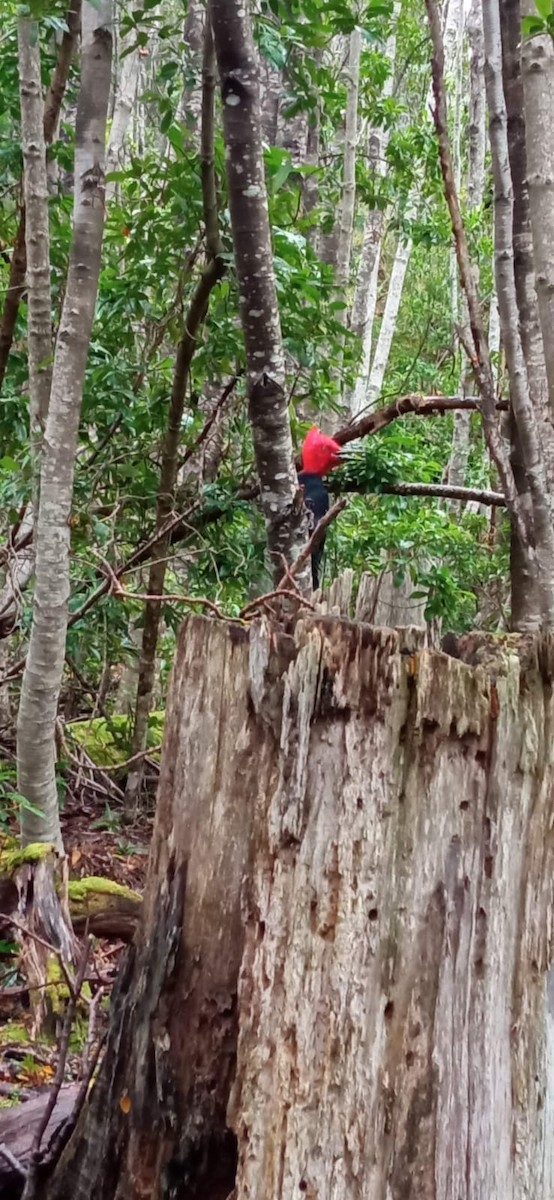 Magellanic Woodpecker - ML361130101