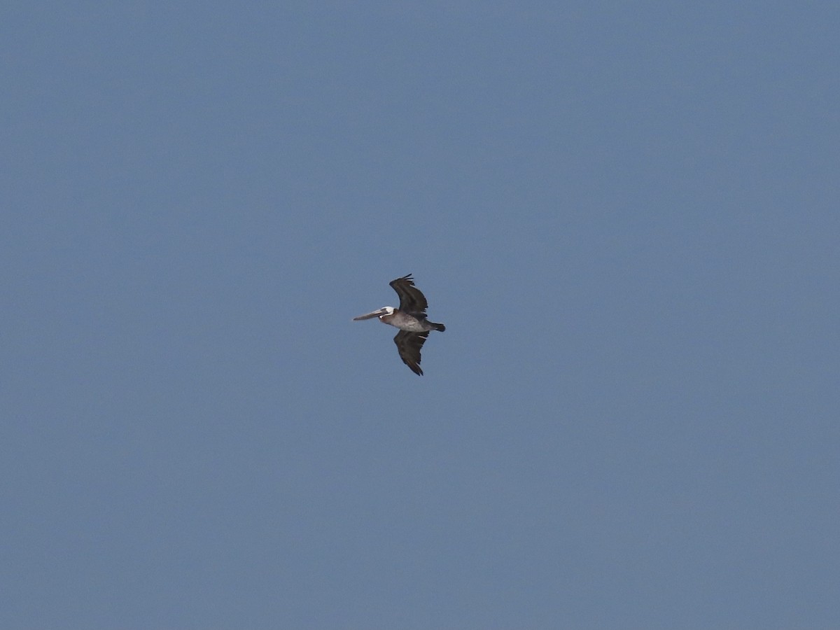 Brown Pelican - ML361130181