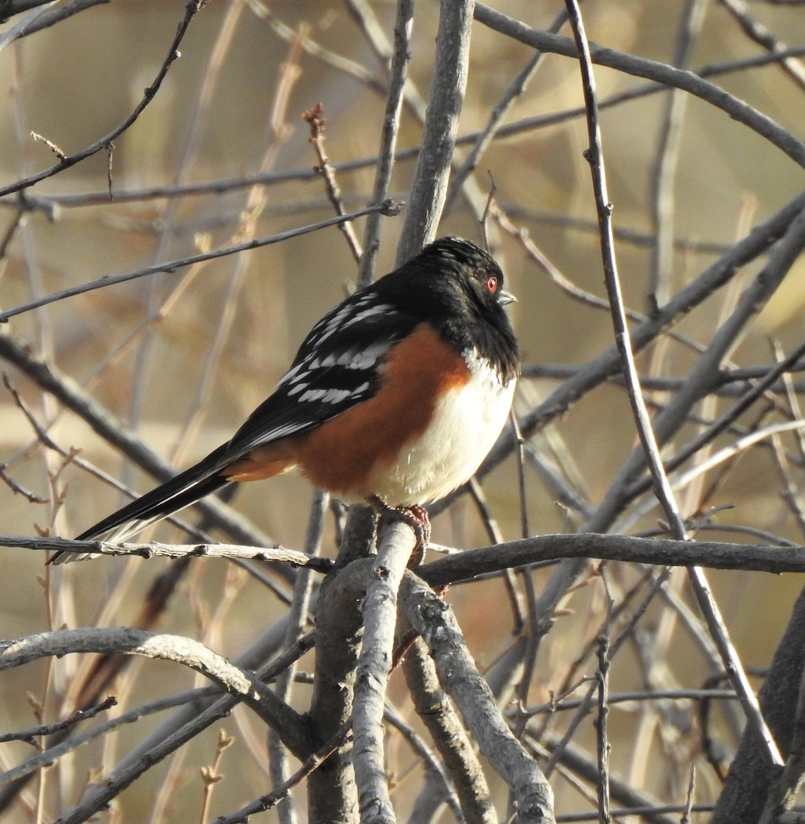 Spotted Towhee - ML361131161