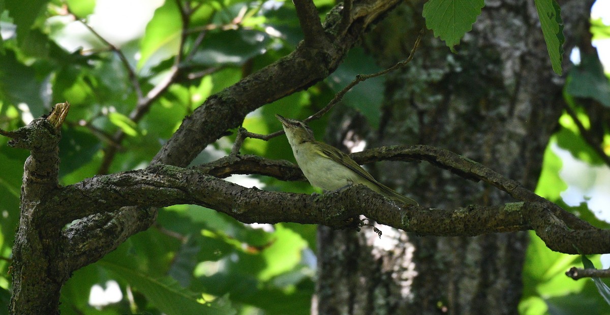 Red-eyed Vireo - ML361131371