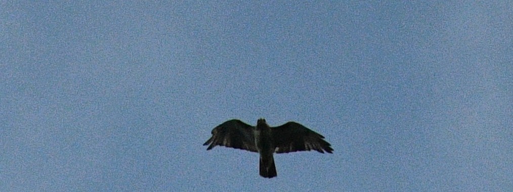 Red-tailed Hawk - ML361131591