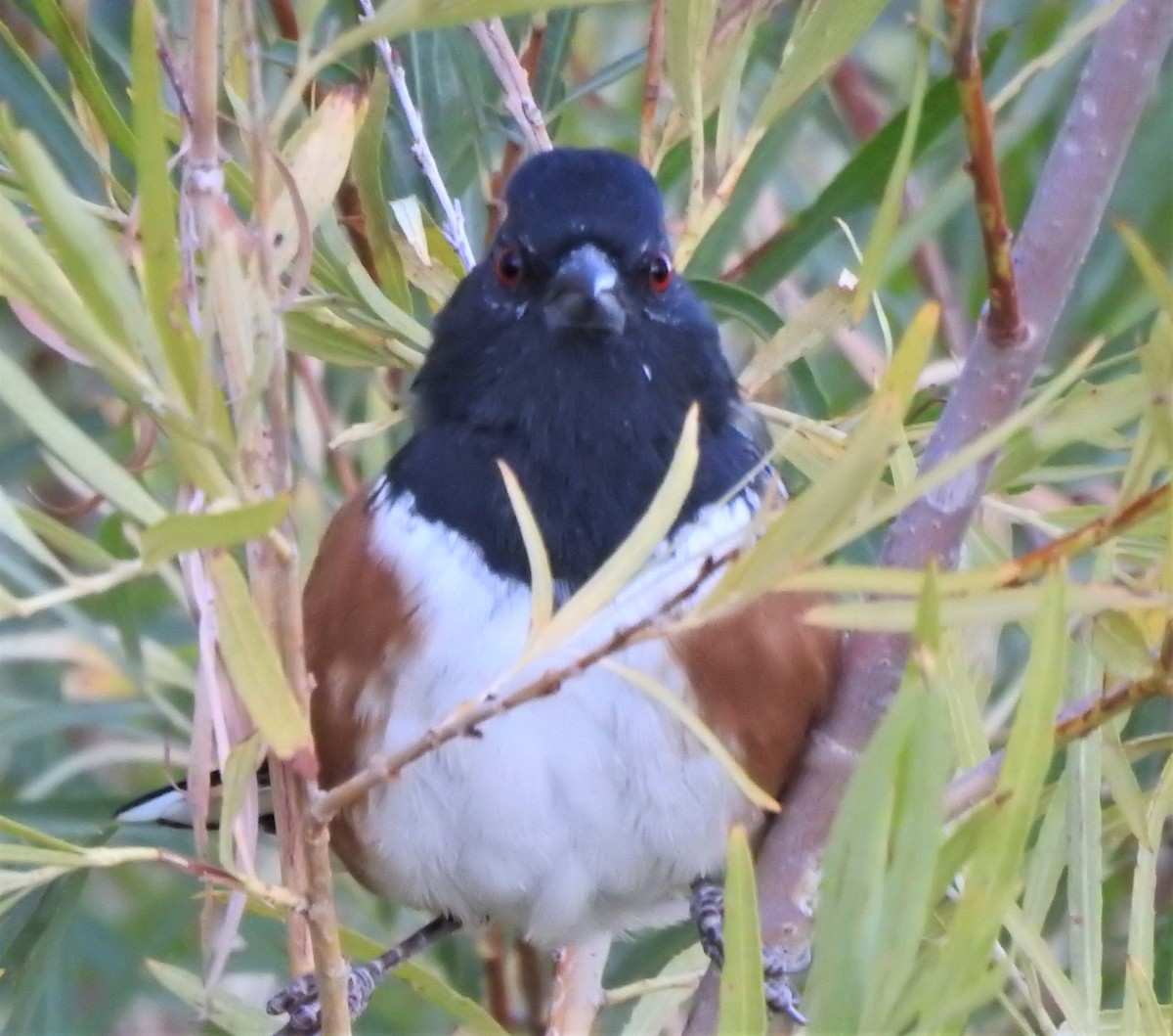 Spotted Towhee - ML361131791