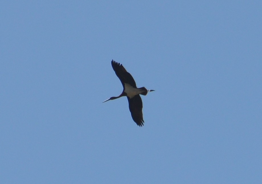 Black Stork - ML36113321