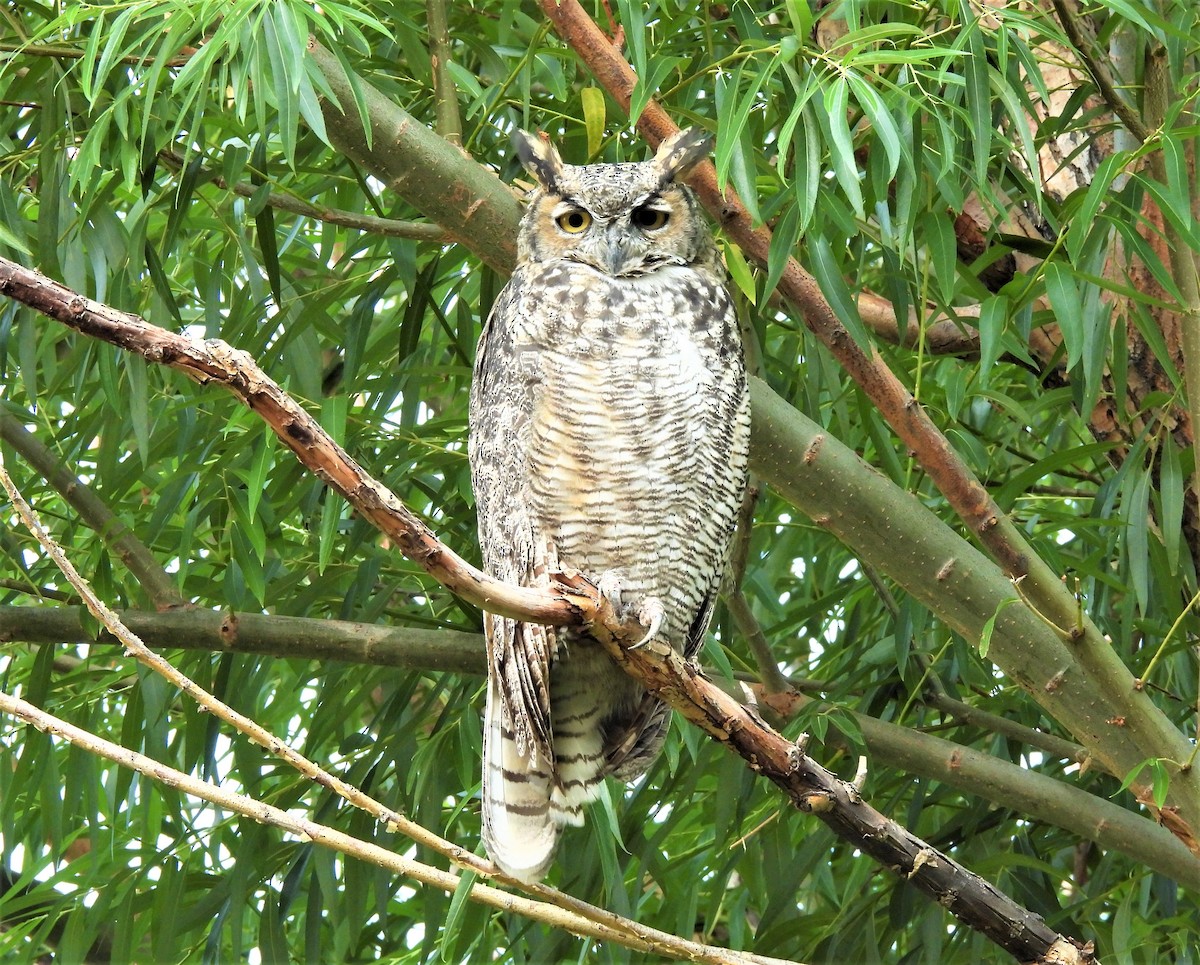 Great Horned Owl - ML361134851