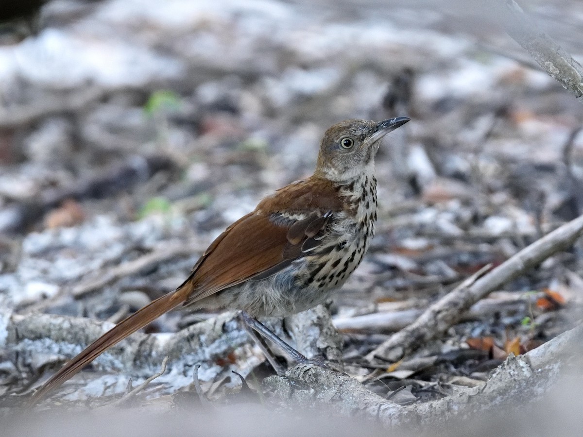 Brown Thrasher - ML361135361