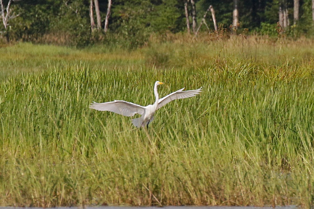 Great Egret - ML361135511