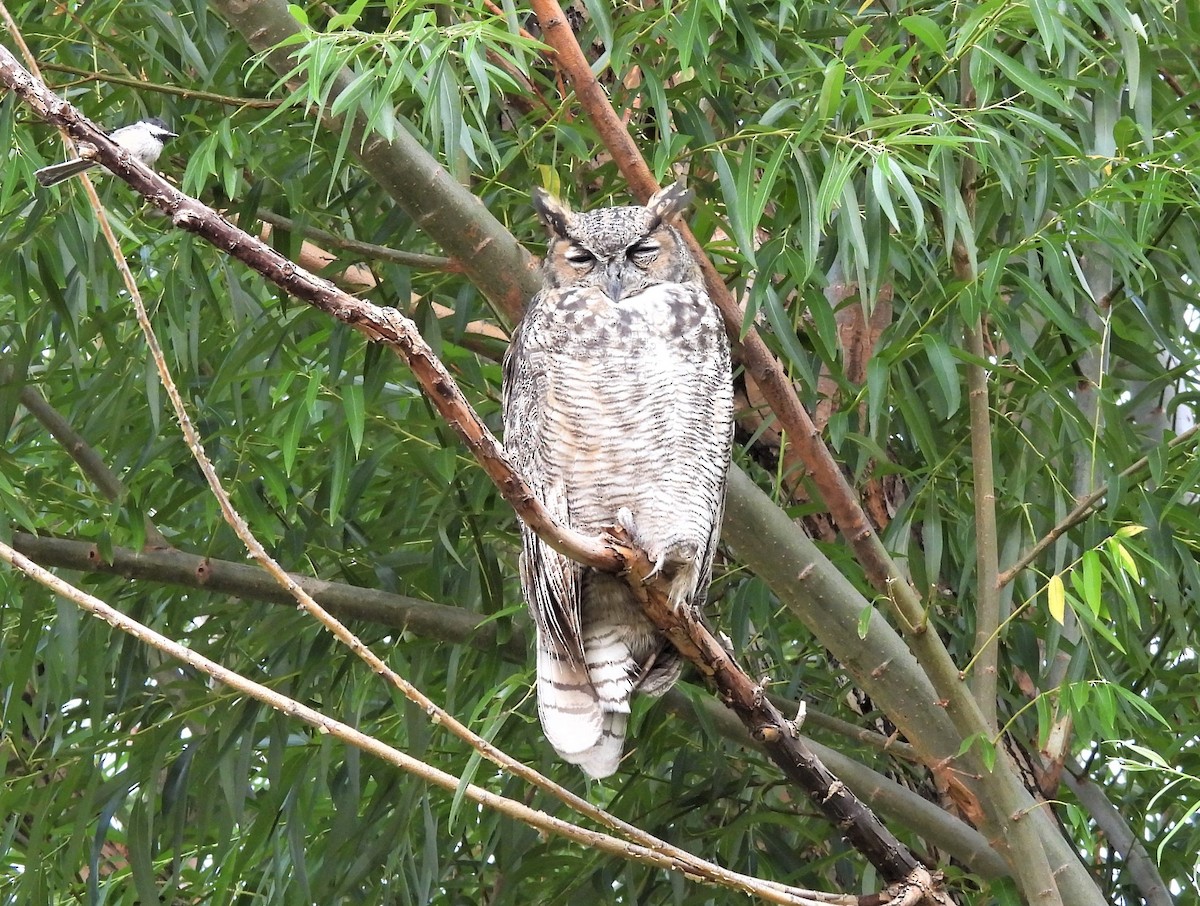 Great Horned Owl - ML361135641