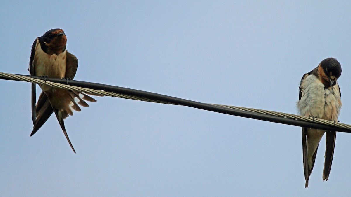 Barn Swallow - Skipper Anding