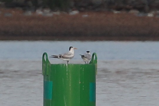 Royal Tern - ML361136451