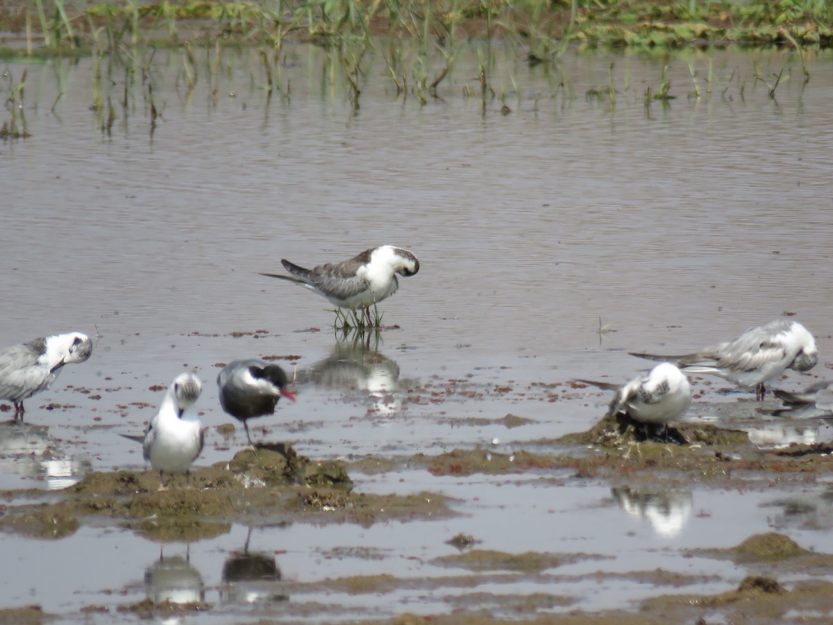 Whiskered Tern - Charlene Pringle