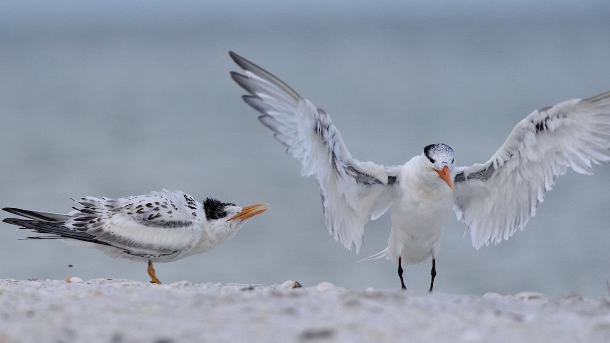 Royal Tern - ML361137551