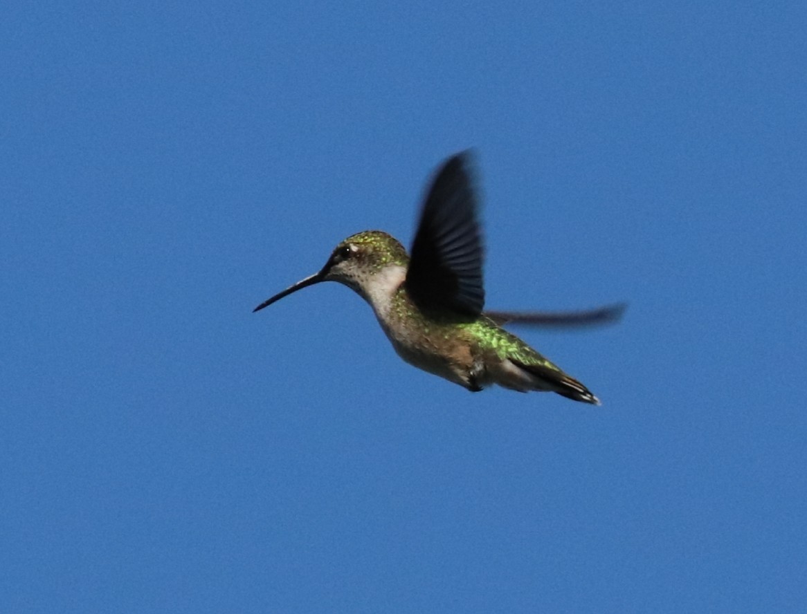 Colibrí Gorjirrubí - ML361137941