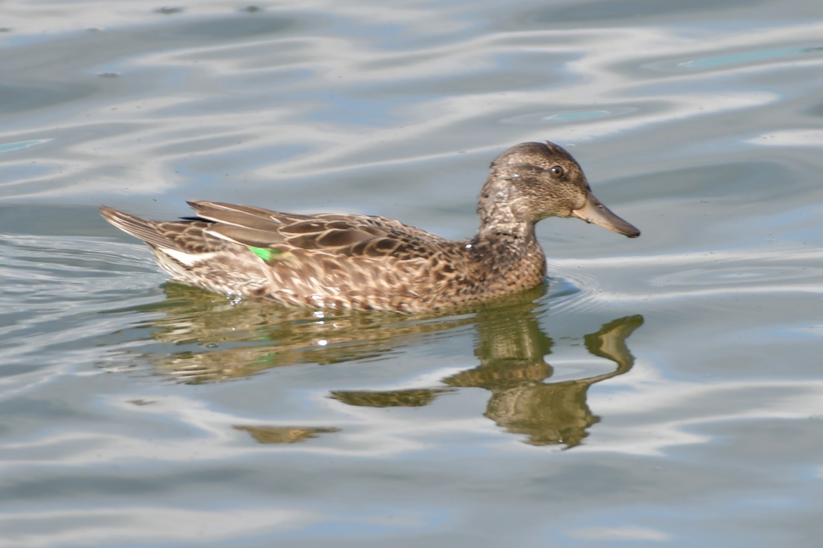 Green-winged Teal - ML361138631