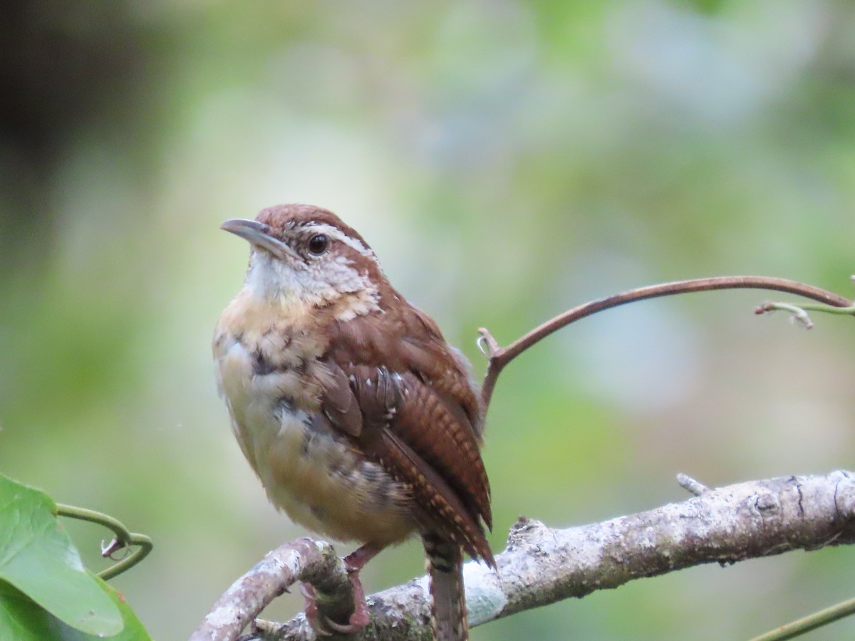 Carolina Wren - ML361139131