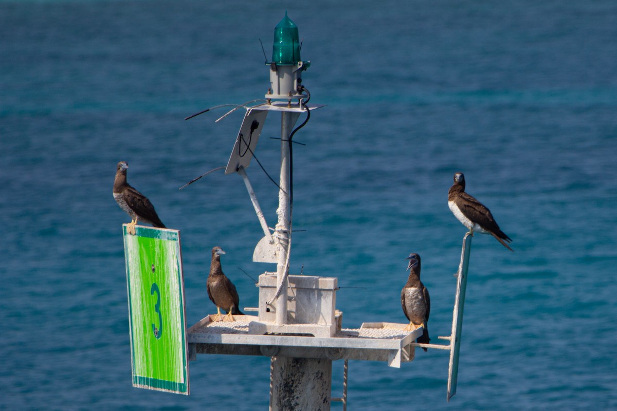 Brown Booby - ML361140511