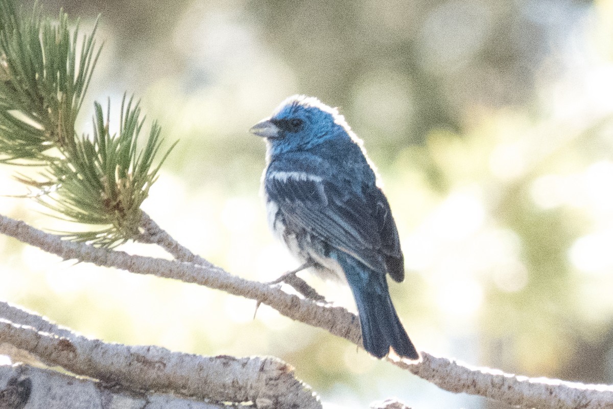 Lazuli x Indigo Bunting (hybrid) - John Mueller