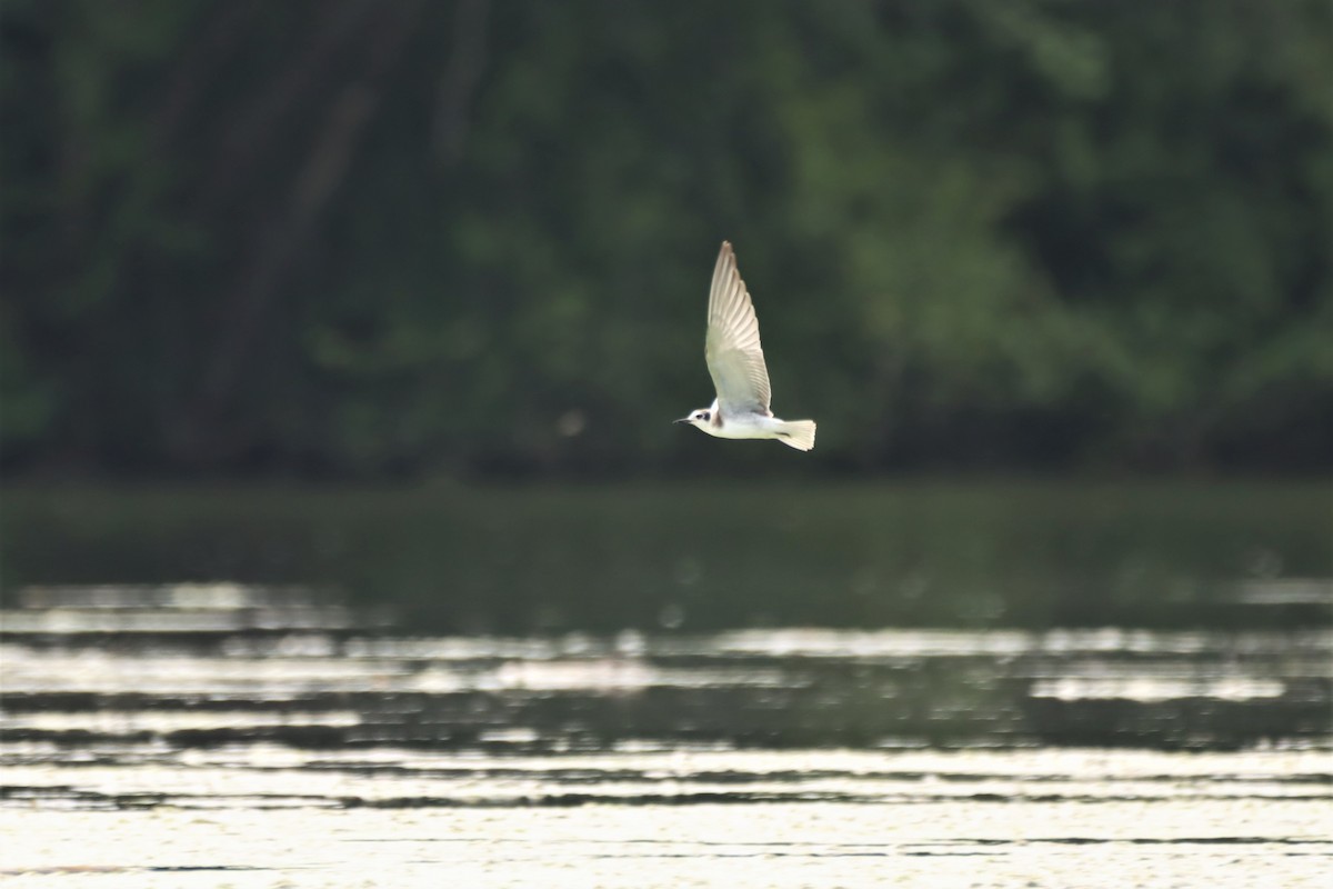 Black Tern - ML361142051