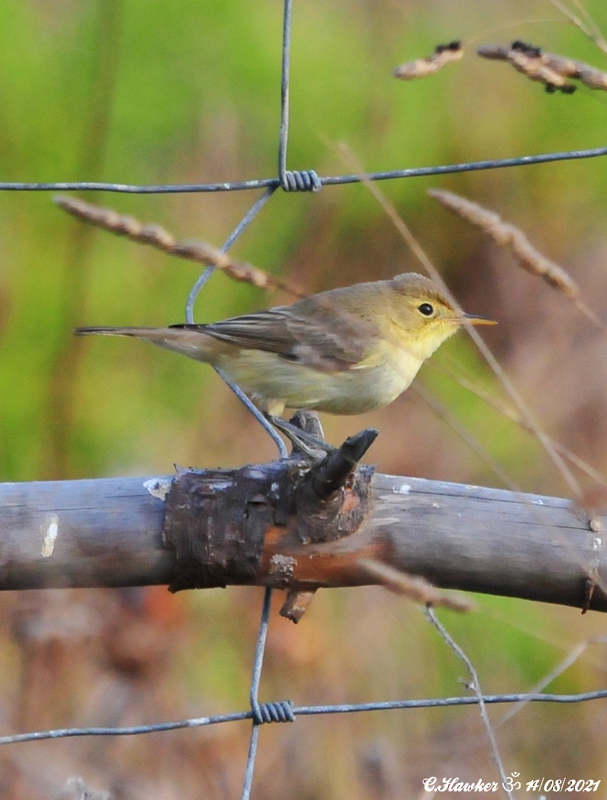 Melodious Warbler - ML361143281