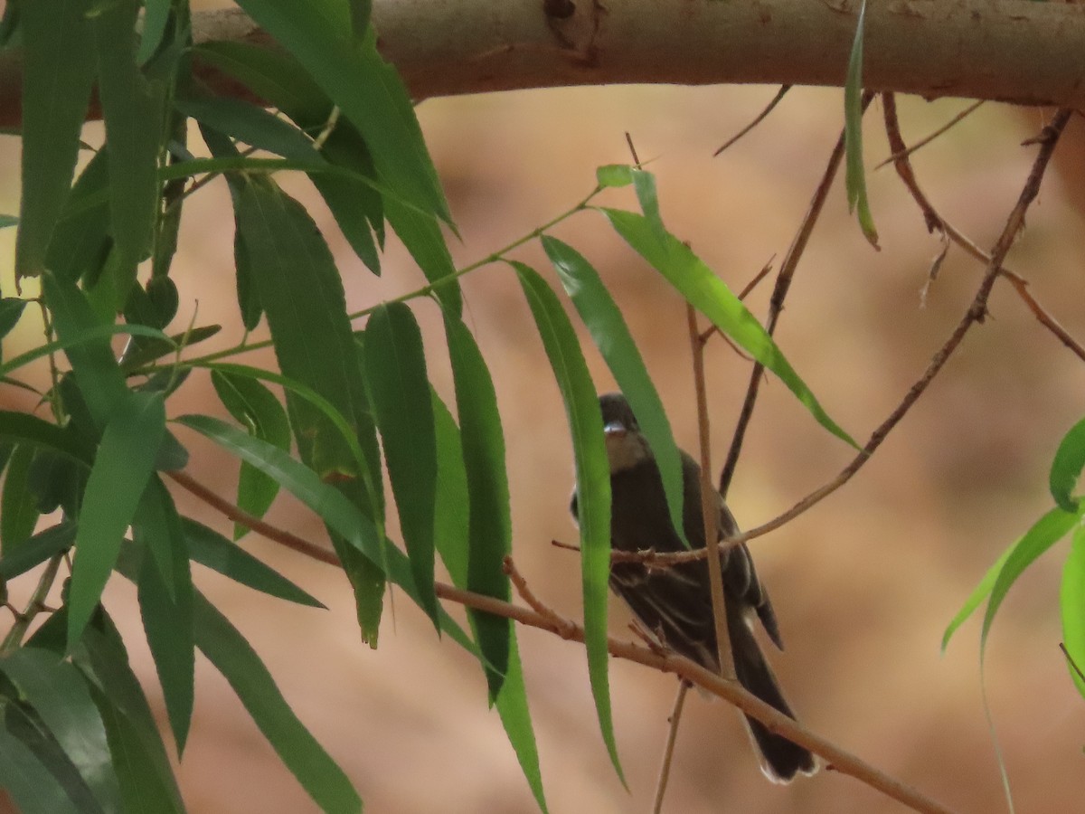 Willow Flycatcher - ML361143621