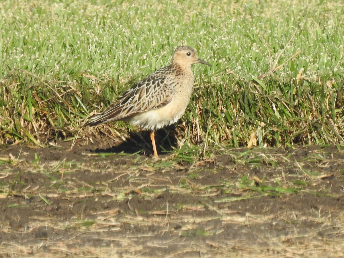 Buff-breasted Sandpiper - Scott Seier