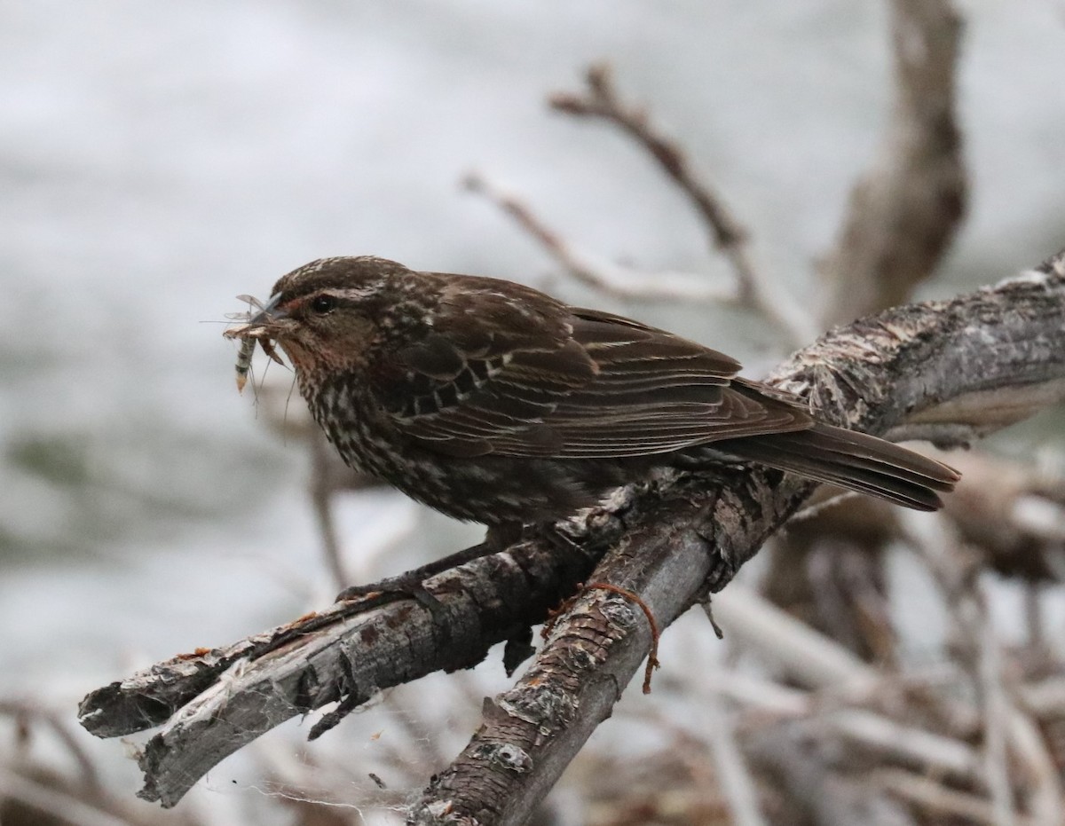 Savannah Sparrow - ML361143811