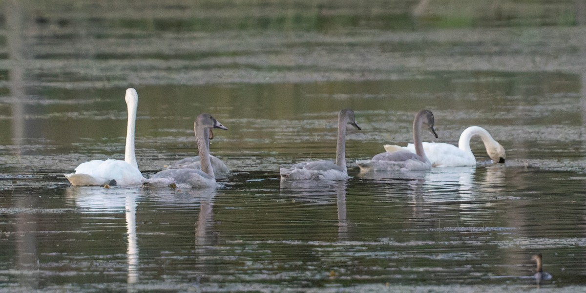 Trumpeter Swan - ML361144271