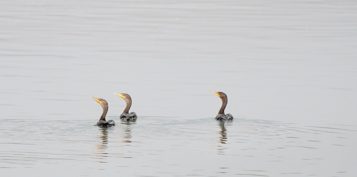 Double-crested Cormorant - Nolan Clements