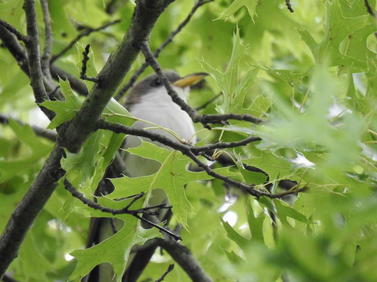 Yellow-billed Cuckoo - ML361144701