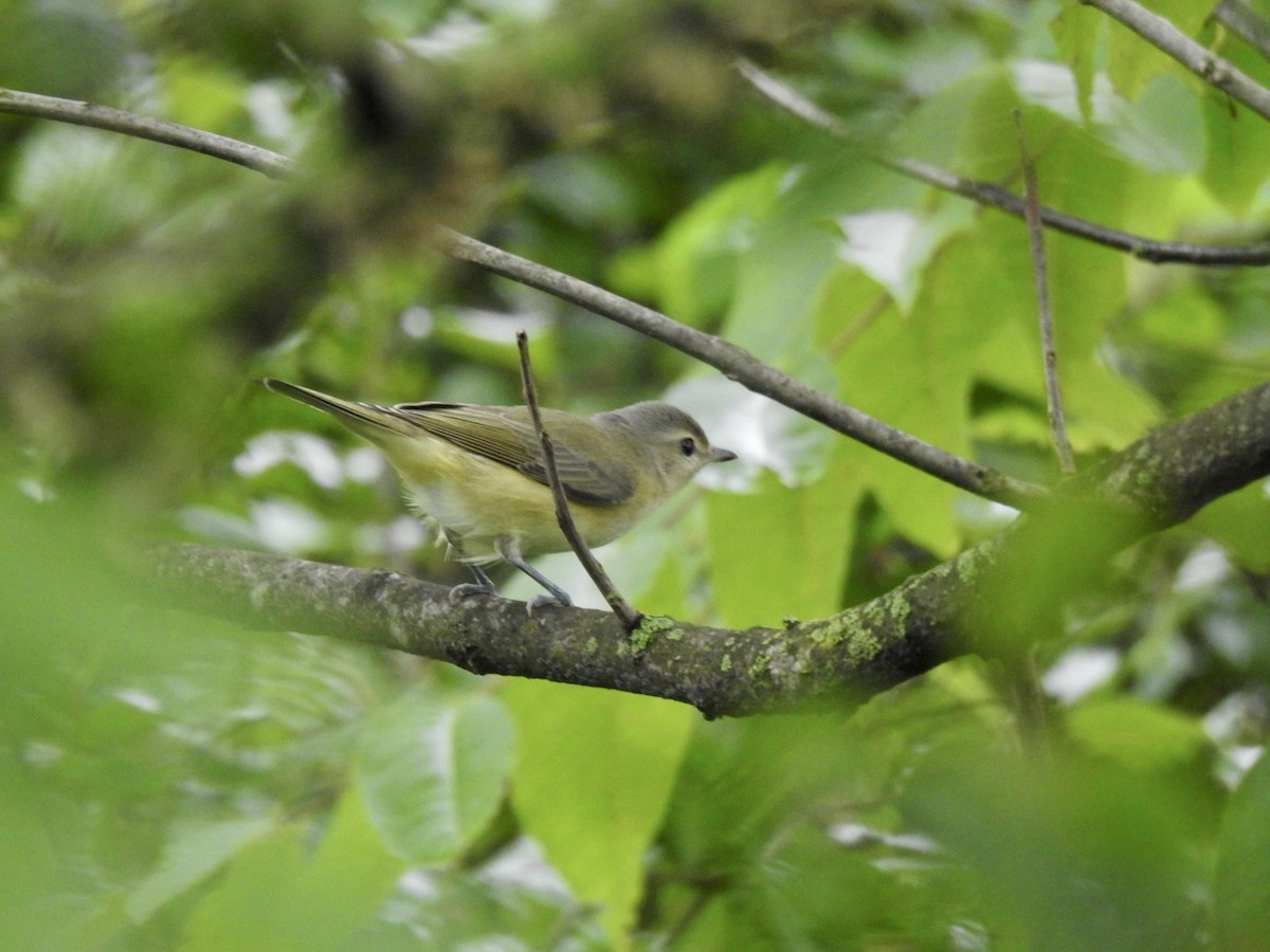 Warbling Vireo - Sean Mueseler