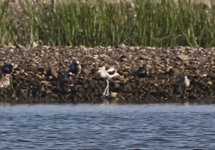 Avoceta Americana - ML361145561