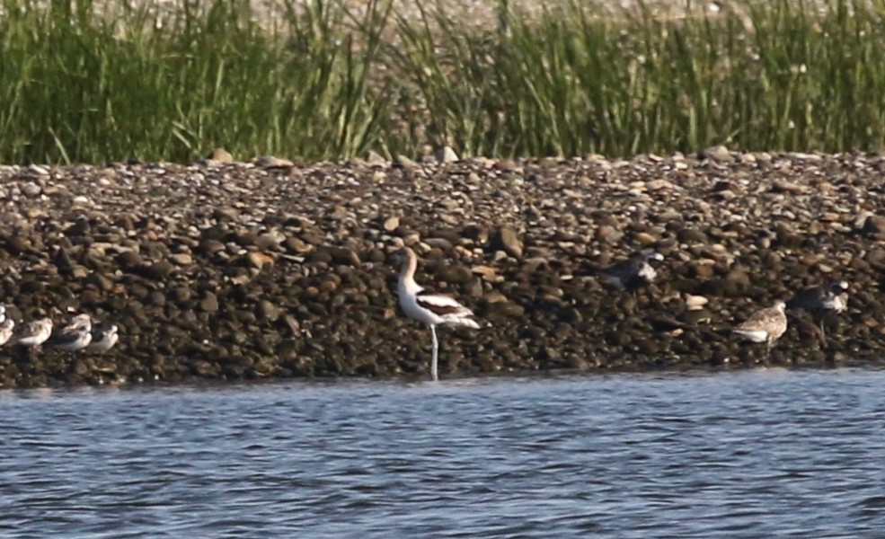 Avoceta Americana - ML361145611