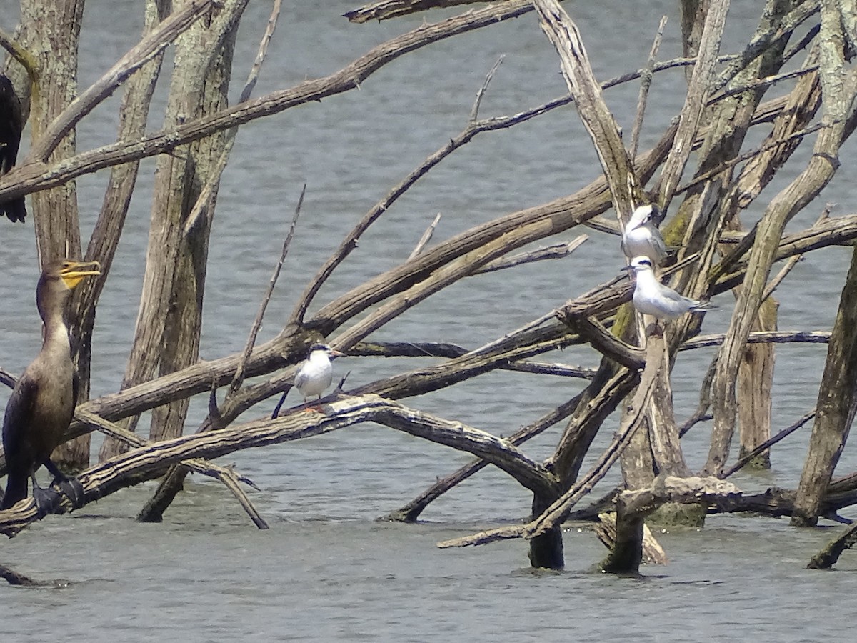 Forster's Tern - ML361146011