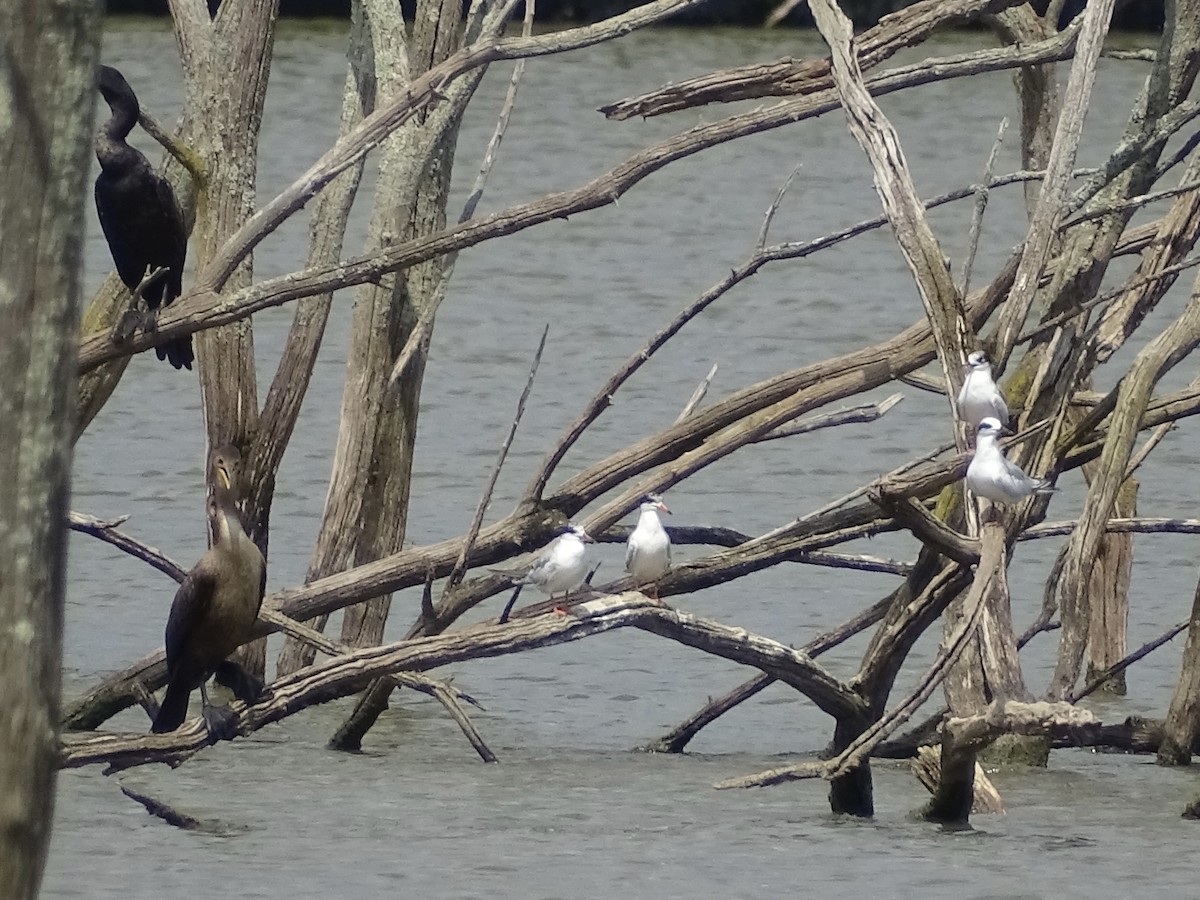 Forster's Tern - ML361146141