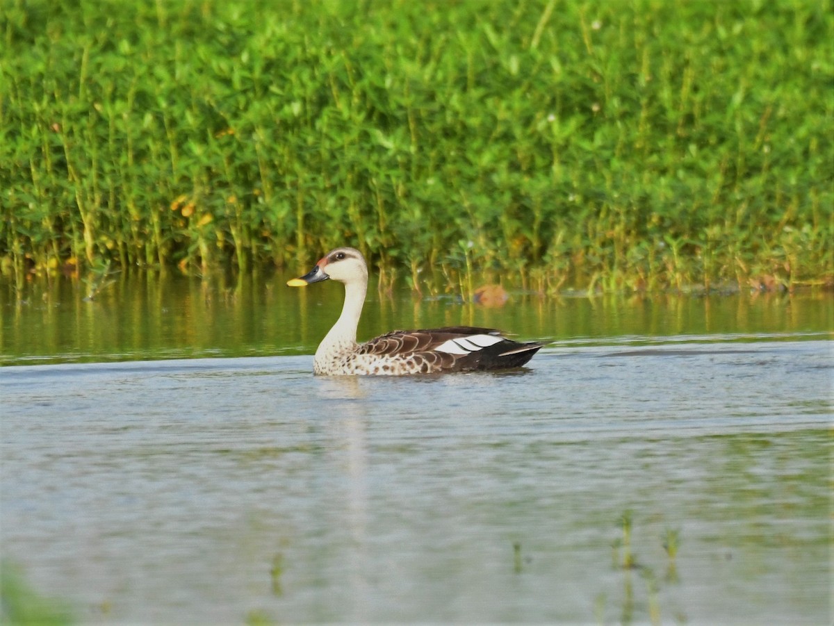 Indian Spot-billed Duck - ML361148111
