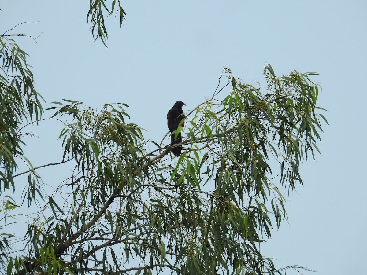 Greater Coucal - ML361148761