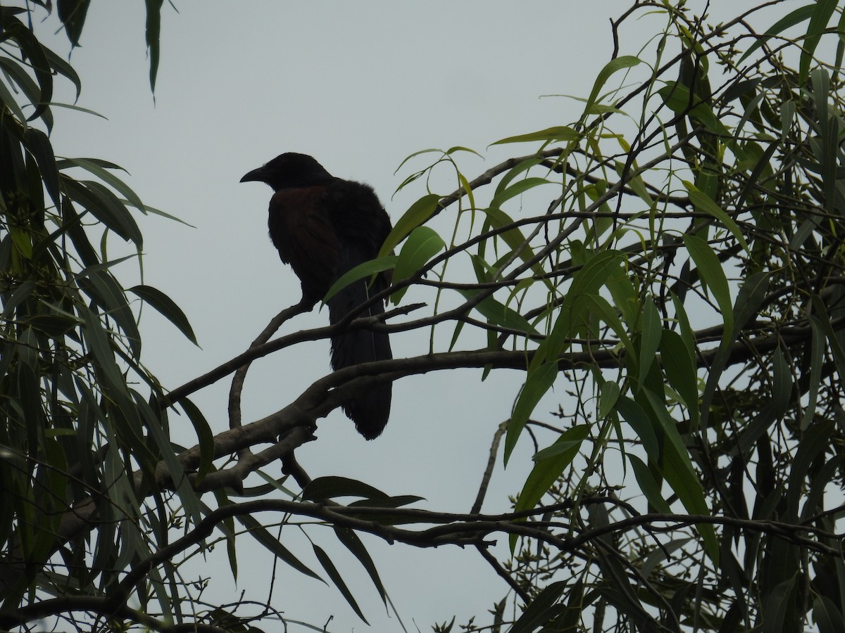 Greater Coucal - ML361148831