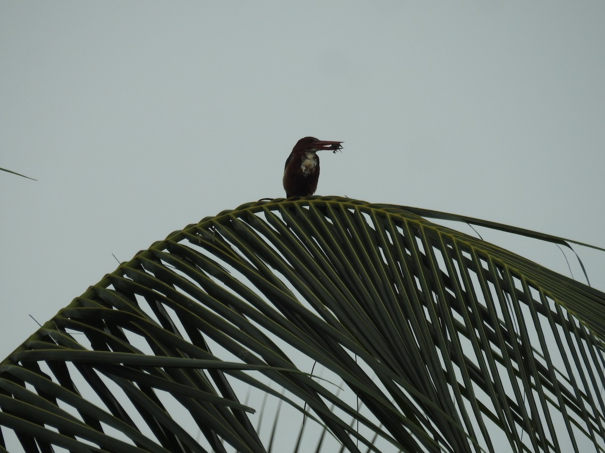 White-throated Kingfisher - ML361148901