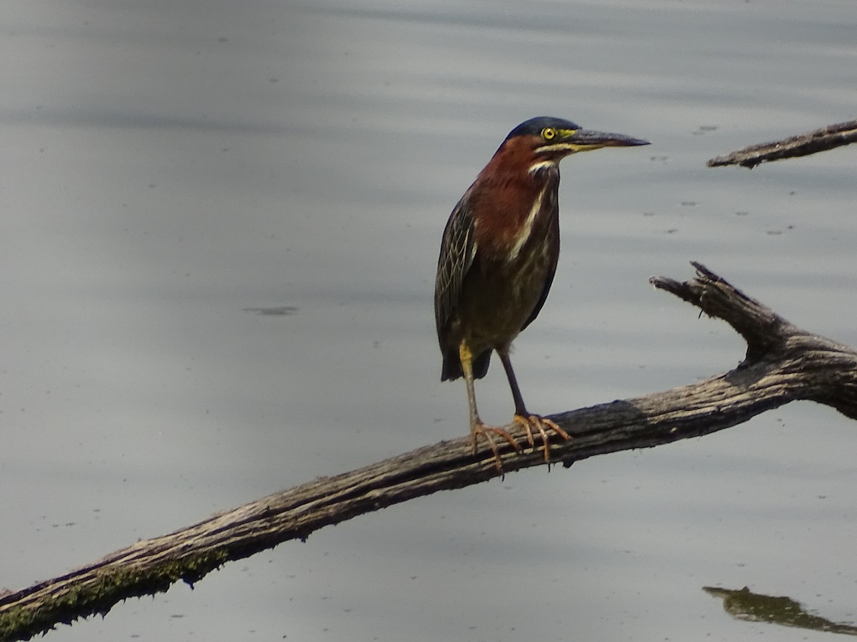 Green Heron - ML361148911